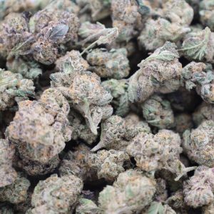 Gypsy Strain           (AAA) - Image 2